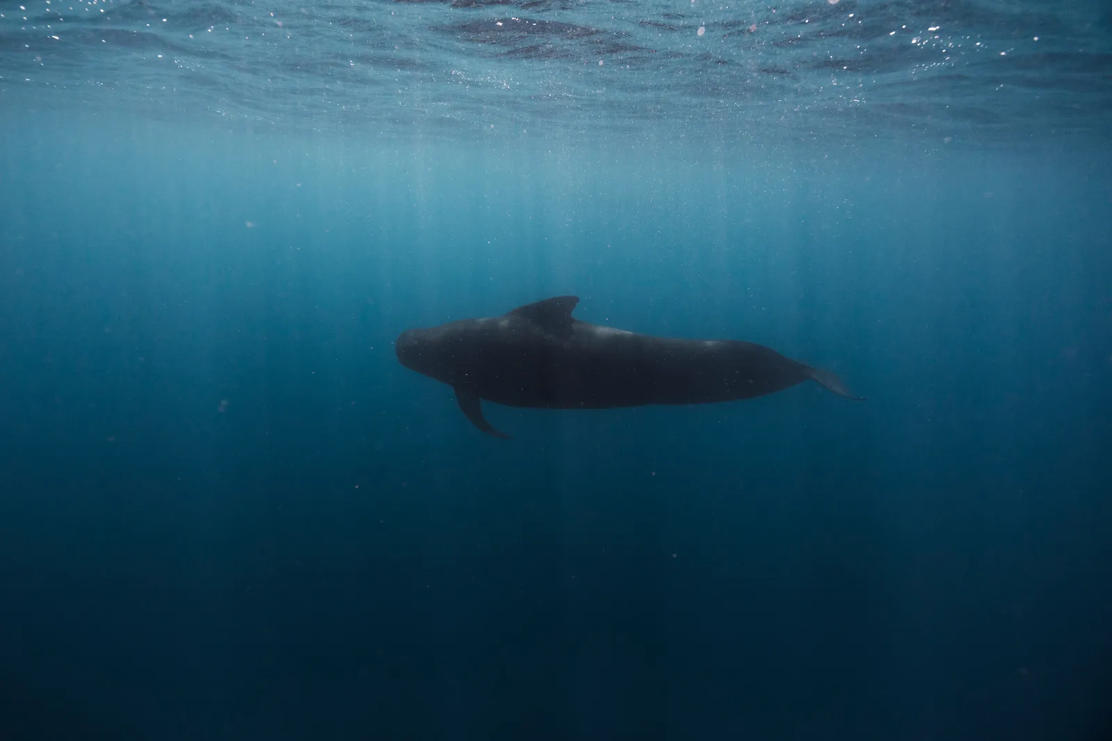 Ballena nadando cerca de la embarcación