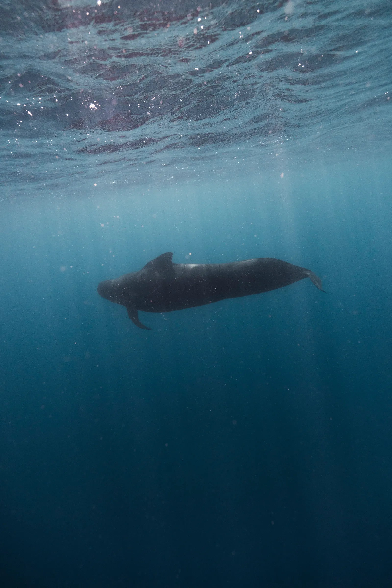 Ballena nadando cerca de la embarcación