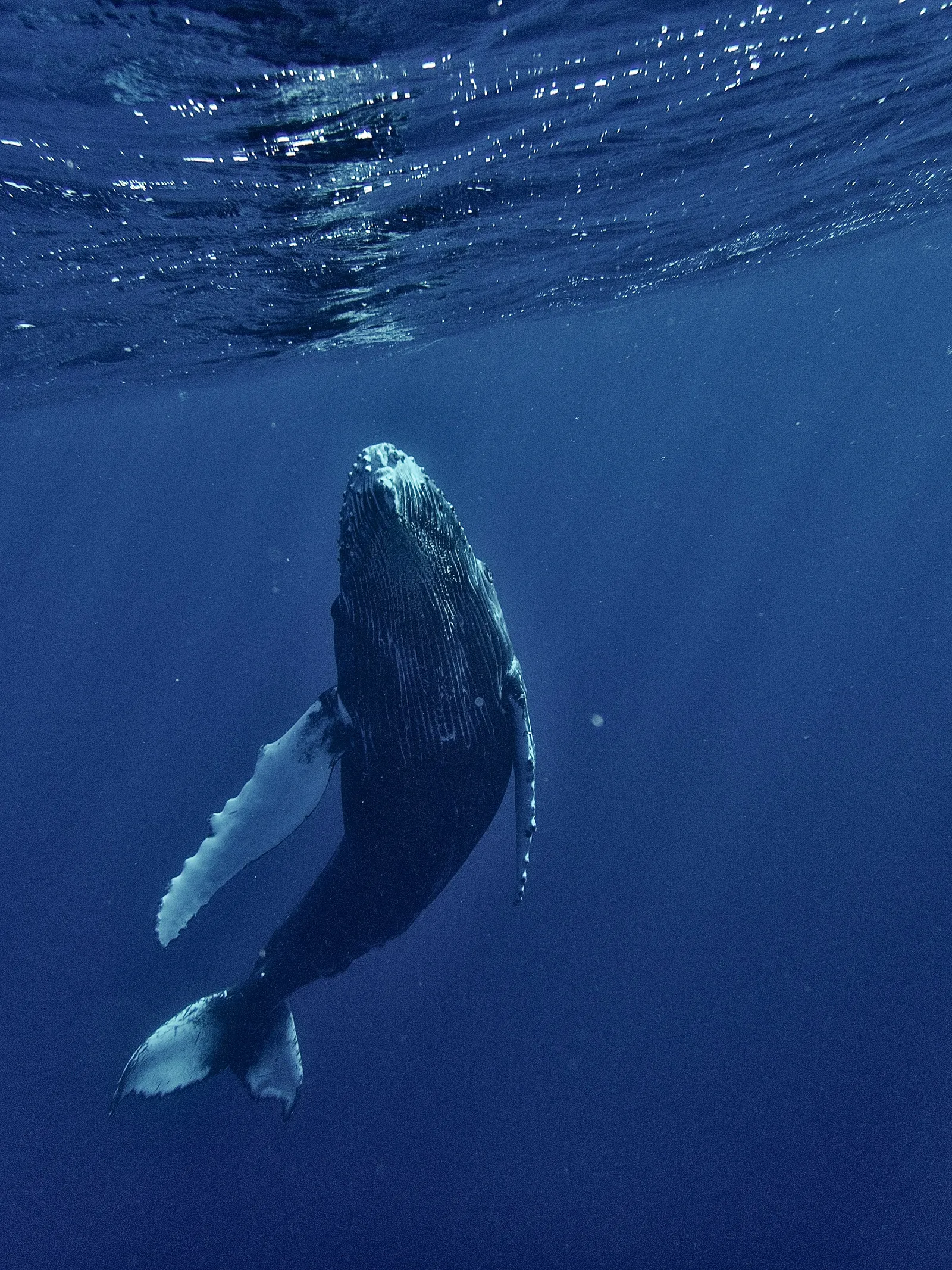 Ballena vista bajo el agua