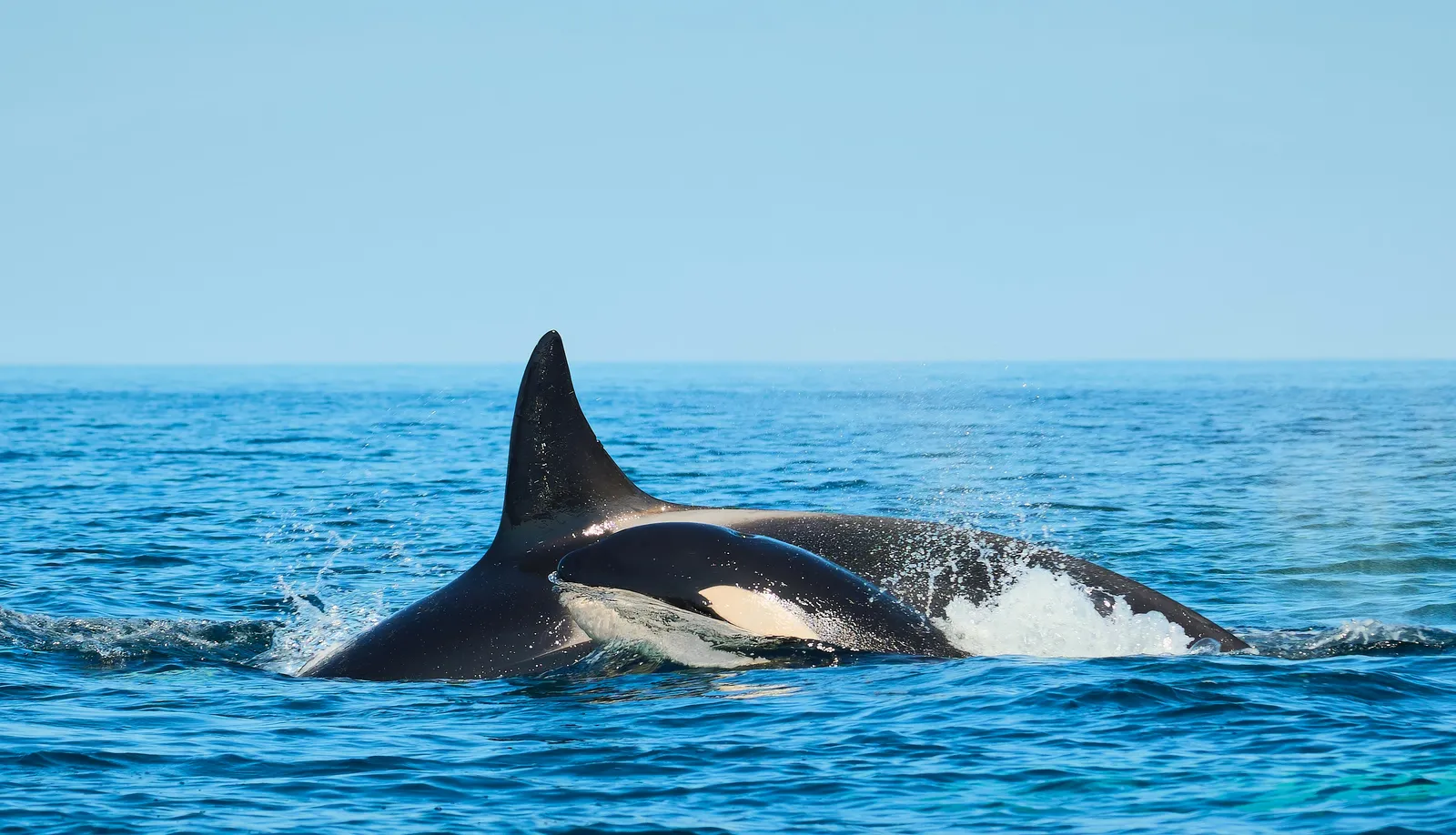 Ballena emergiendo frente a la embarcación en La Ventana