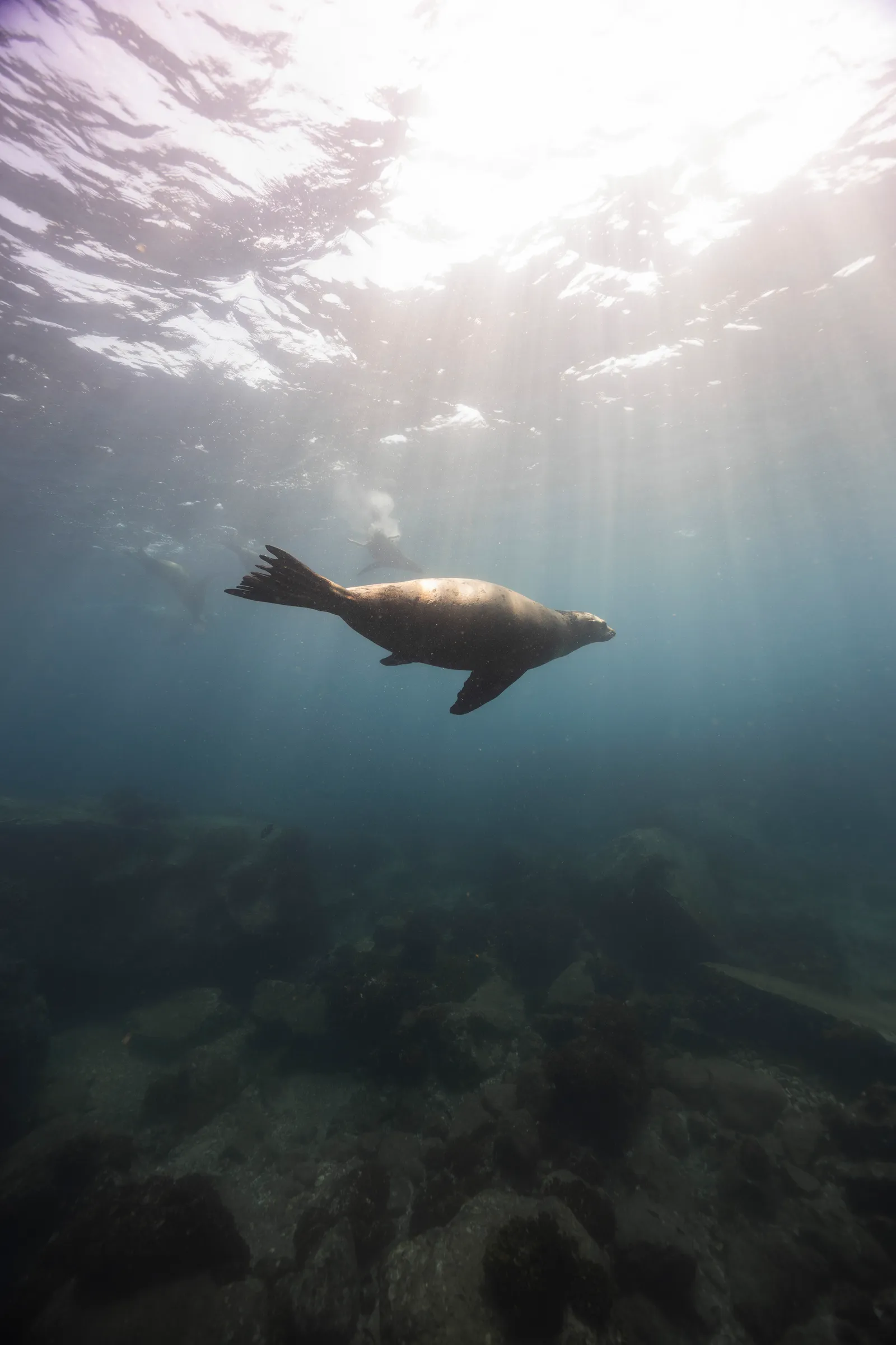 Lobo marino nadando cerca de la embarcación