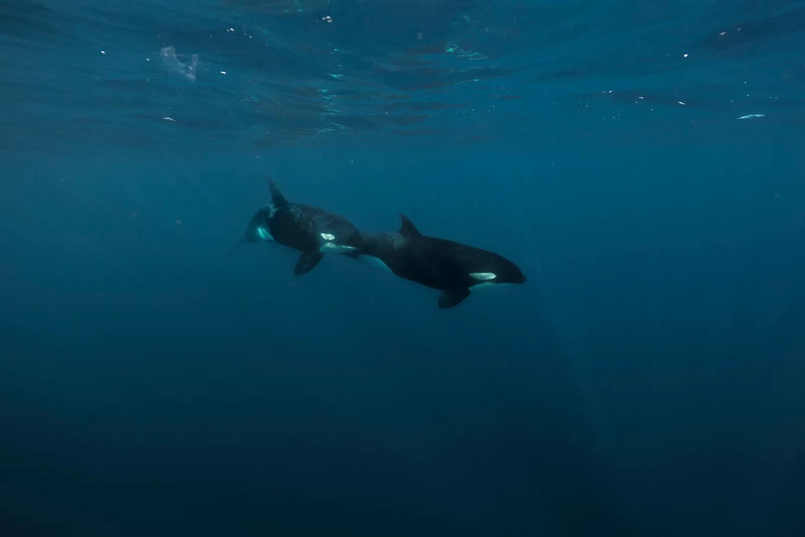 Orca nadando bajo el agua en las aguas de la bahía de La Ventana