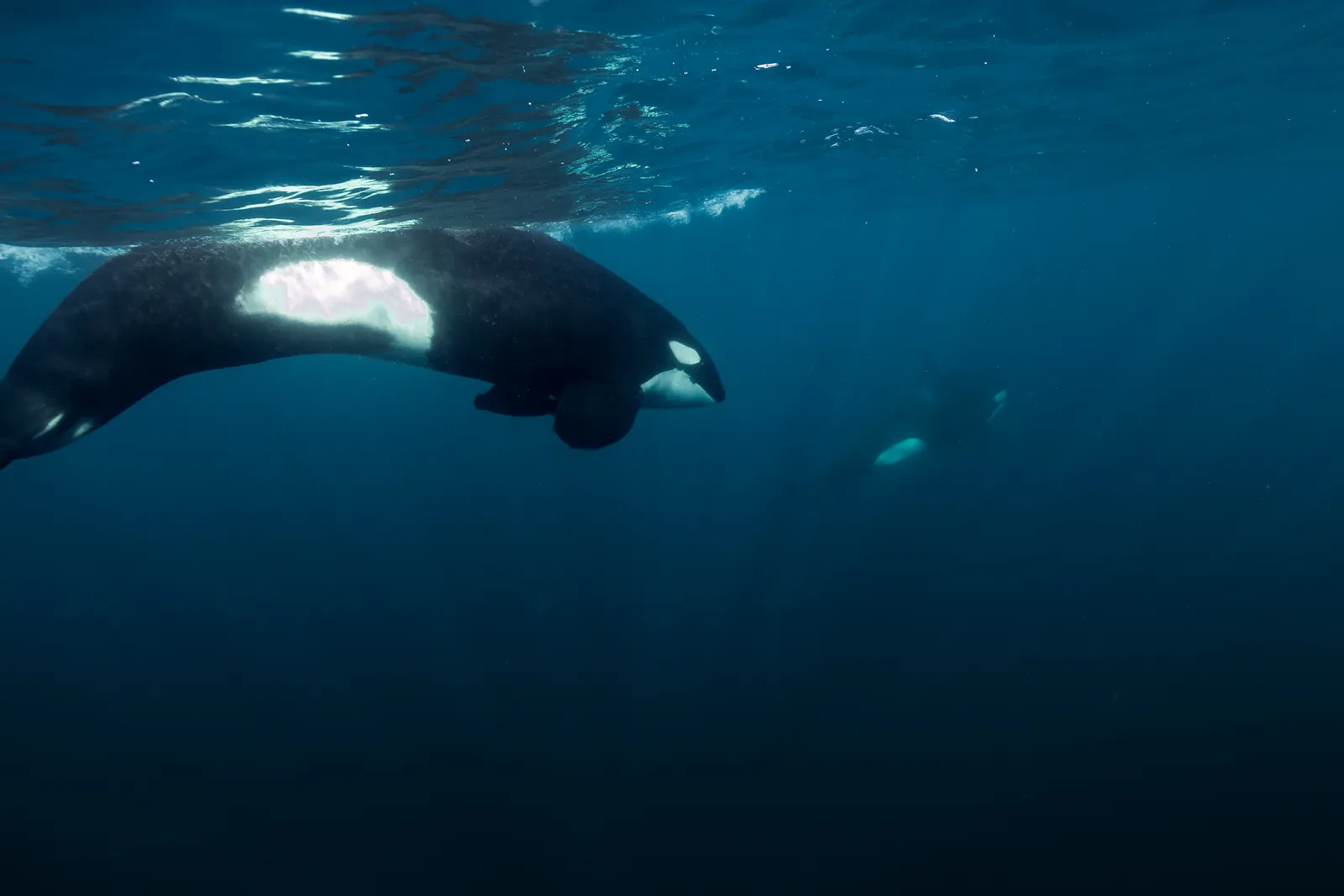 Encuentro submarino muy cercano con orcas
