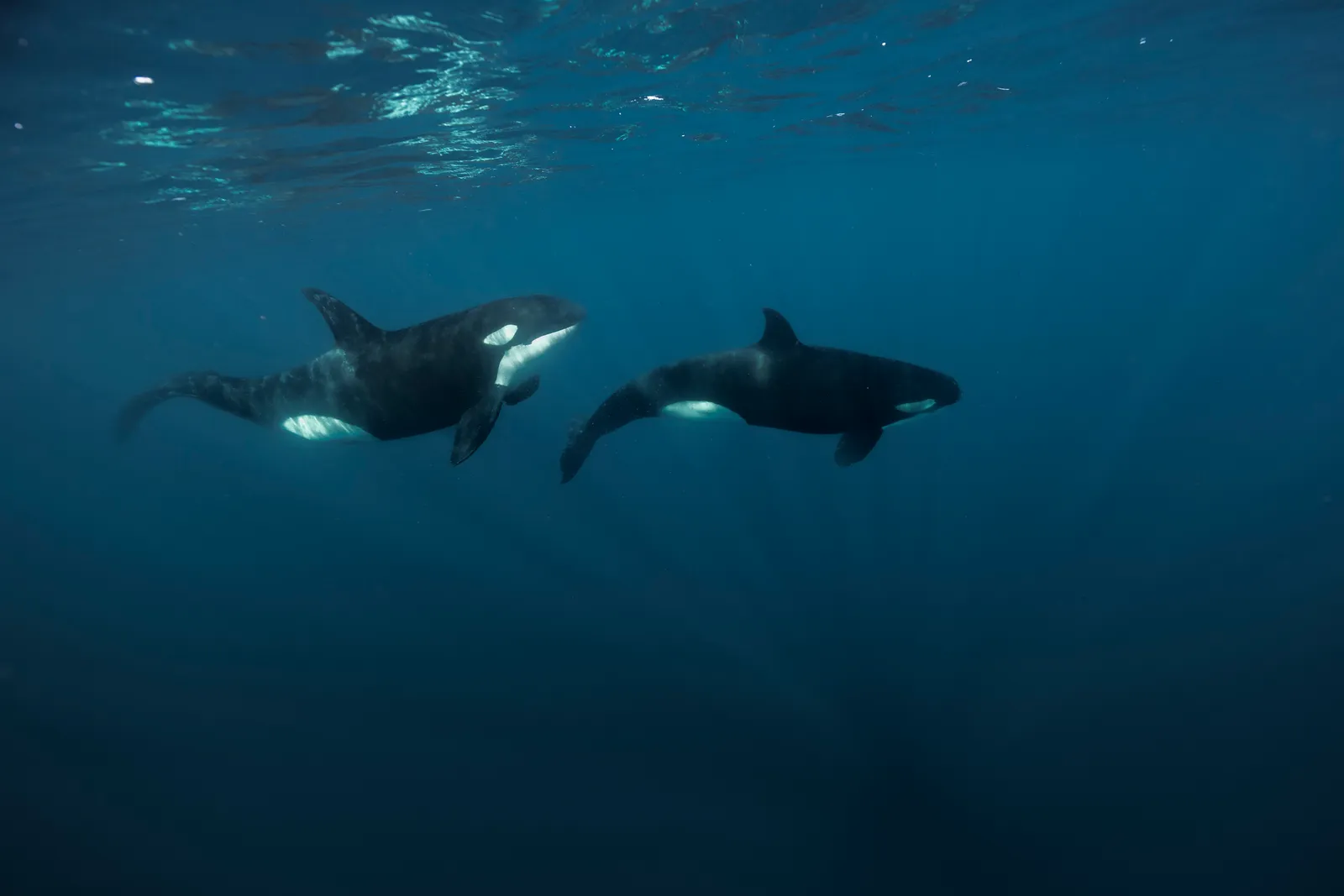Orcas bajo el agua durante un tour de observación