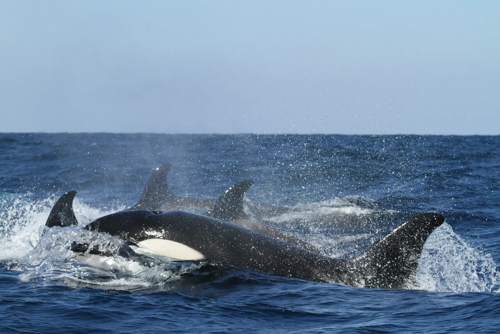 Orcas nadando en la superficie en La Ventana