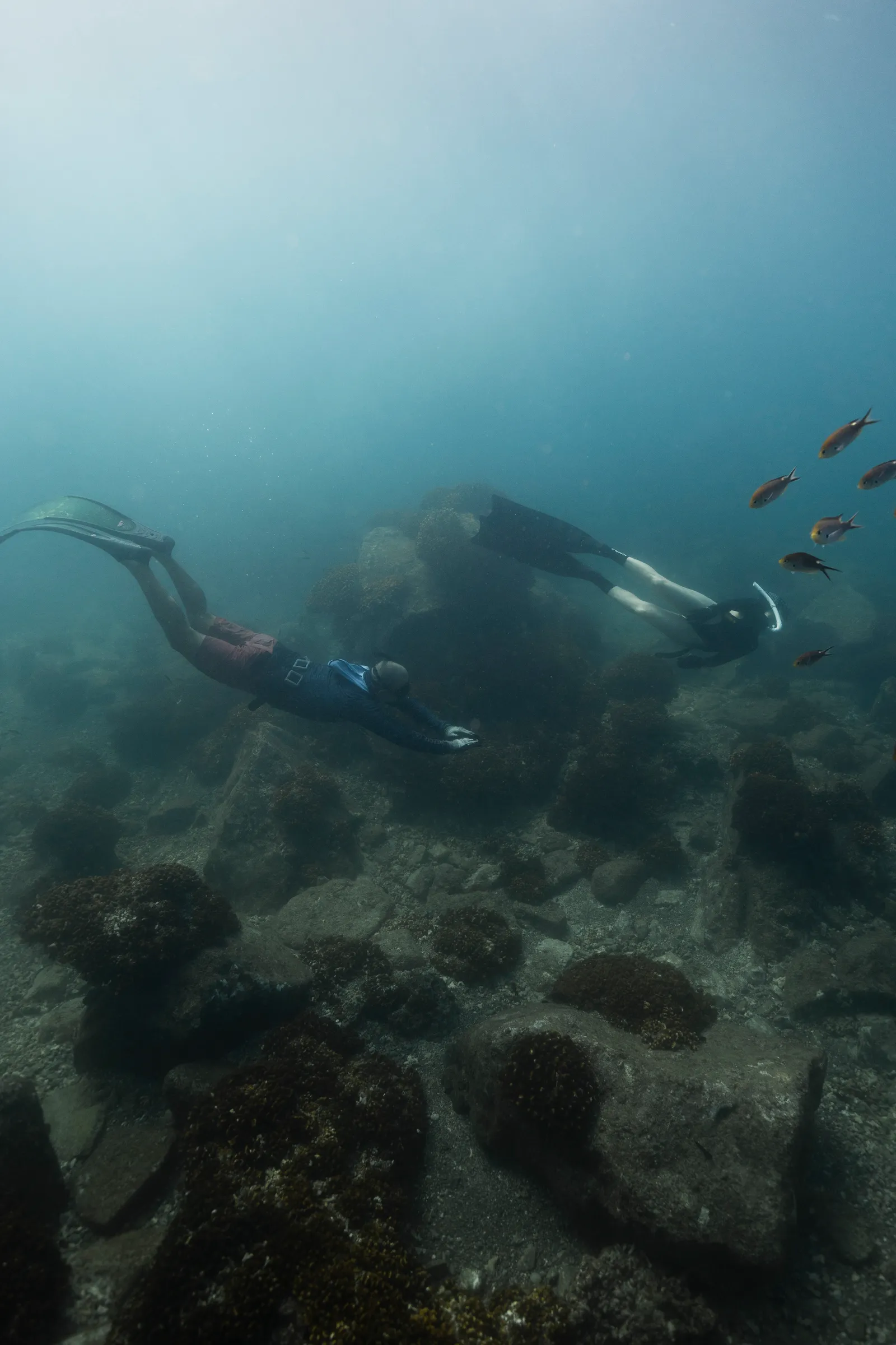 Snorkeling entre peces