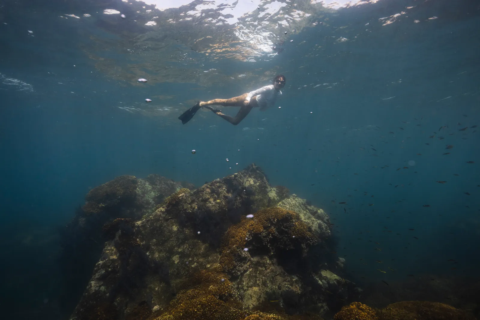 Snorkel en el ecosistema marino